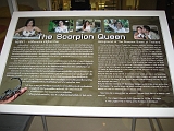 World Record Scorpion Queen